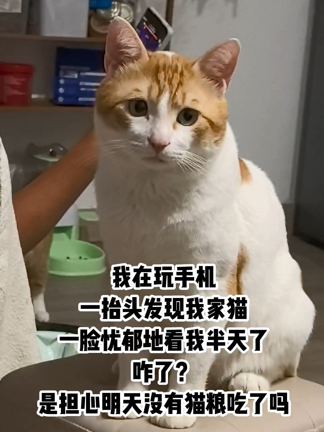 谁说小猫没有表情的