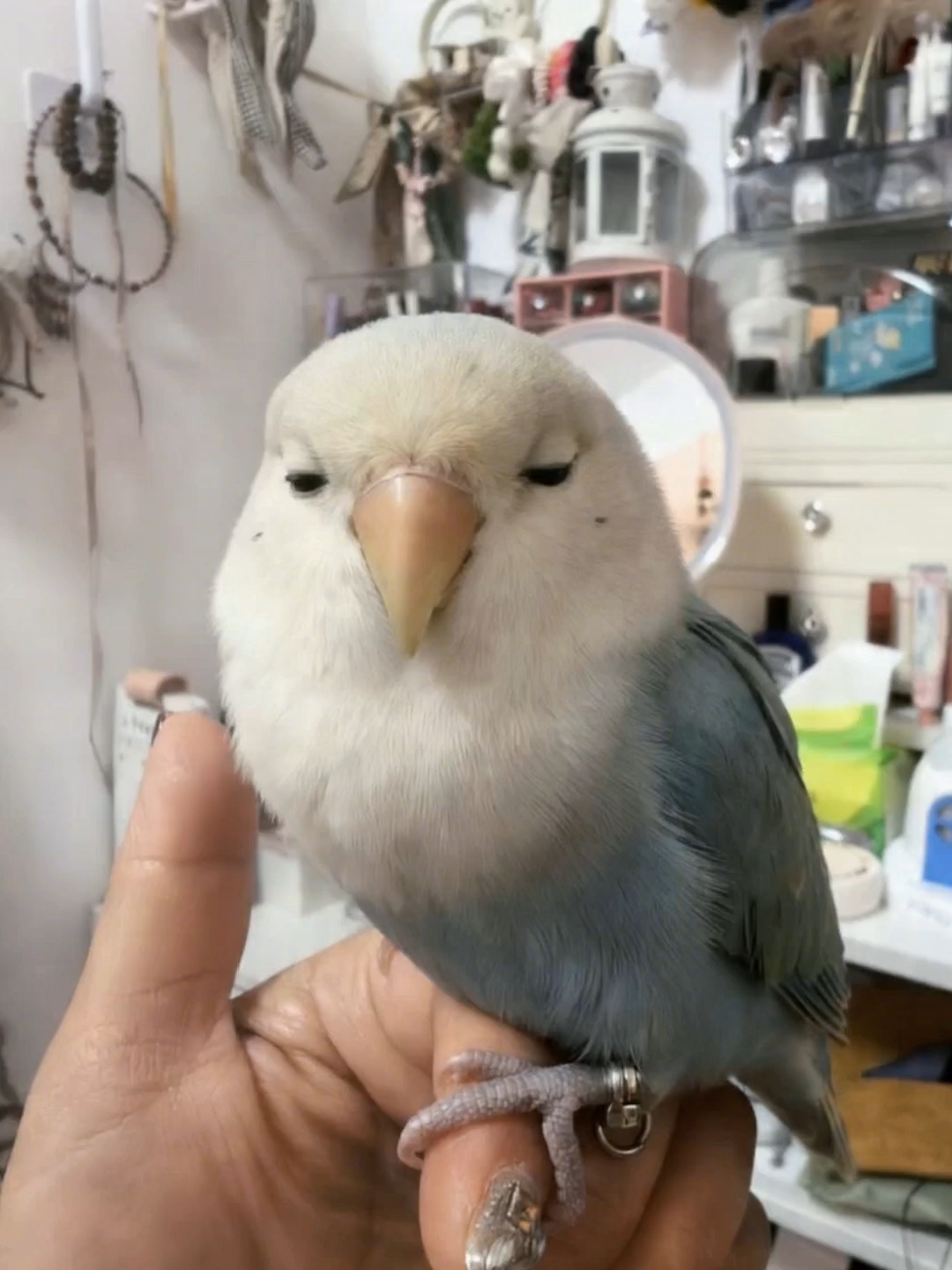 系统！这么为难鸟干嘛！！！