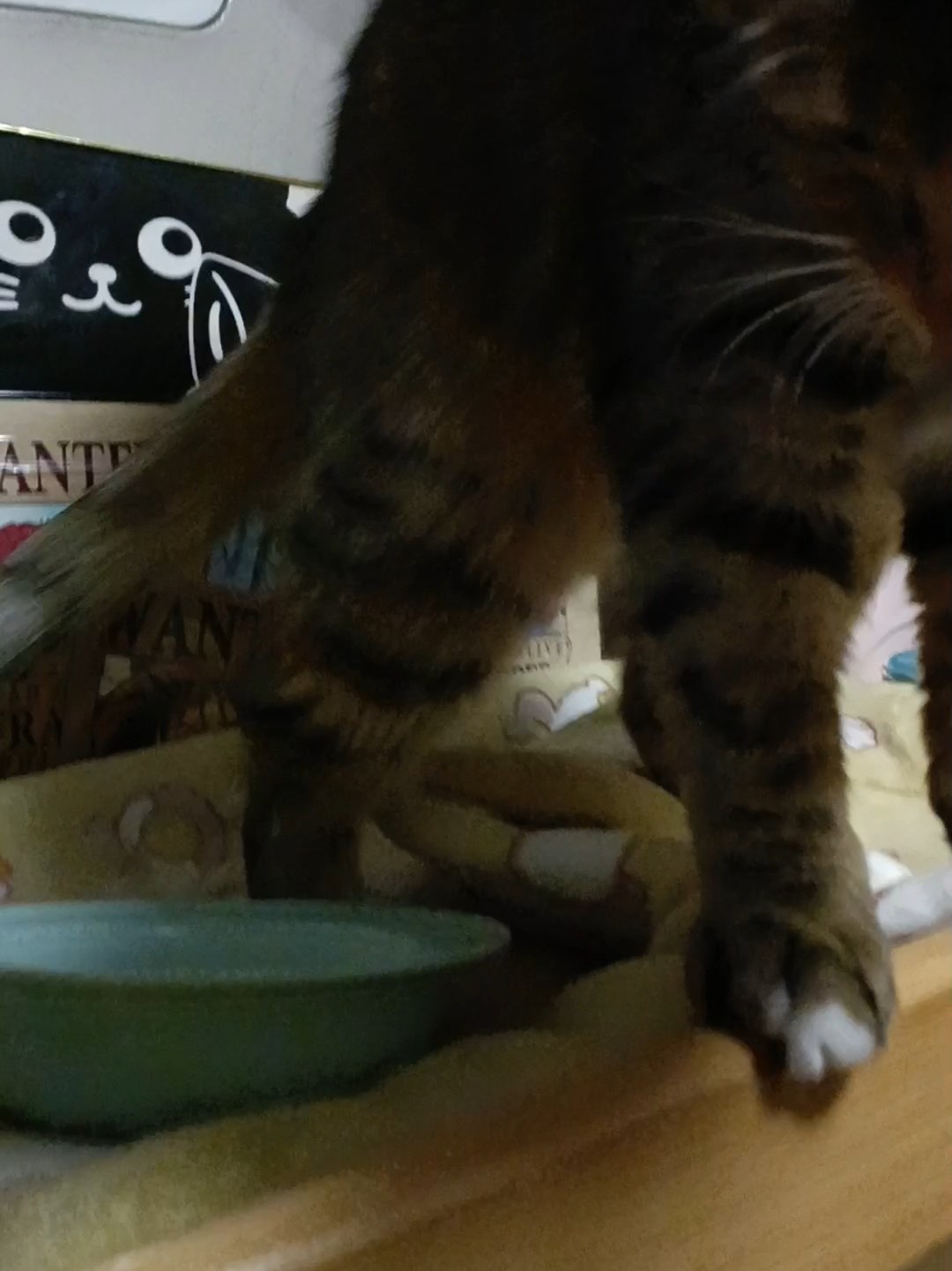 猫猫拒绝了你的投喂26