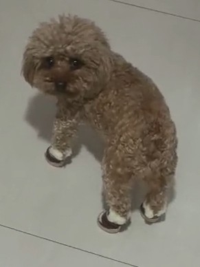 穿上鞋子的小宝