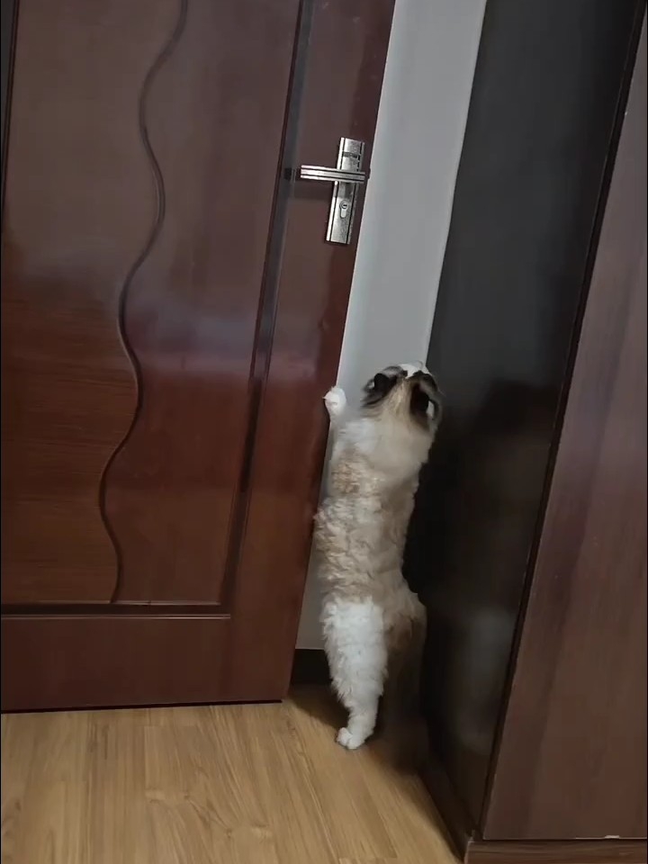 好想知道胖胖在找什么？