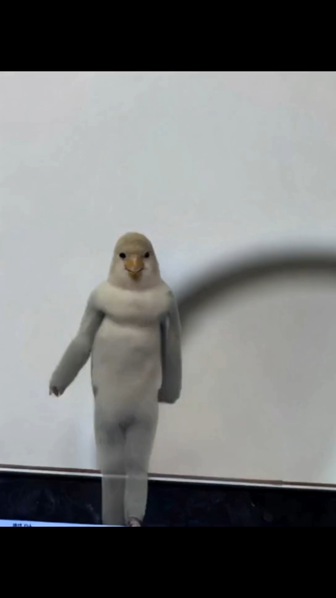 我天……这视频的小鸡真的好诡异啊！