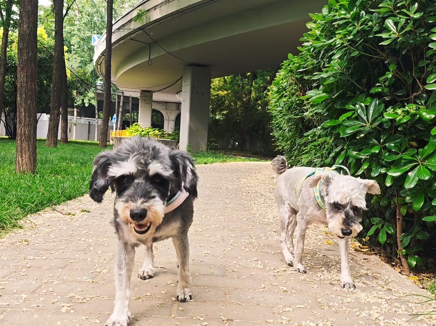 怎么夏天还在飘絮