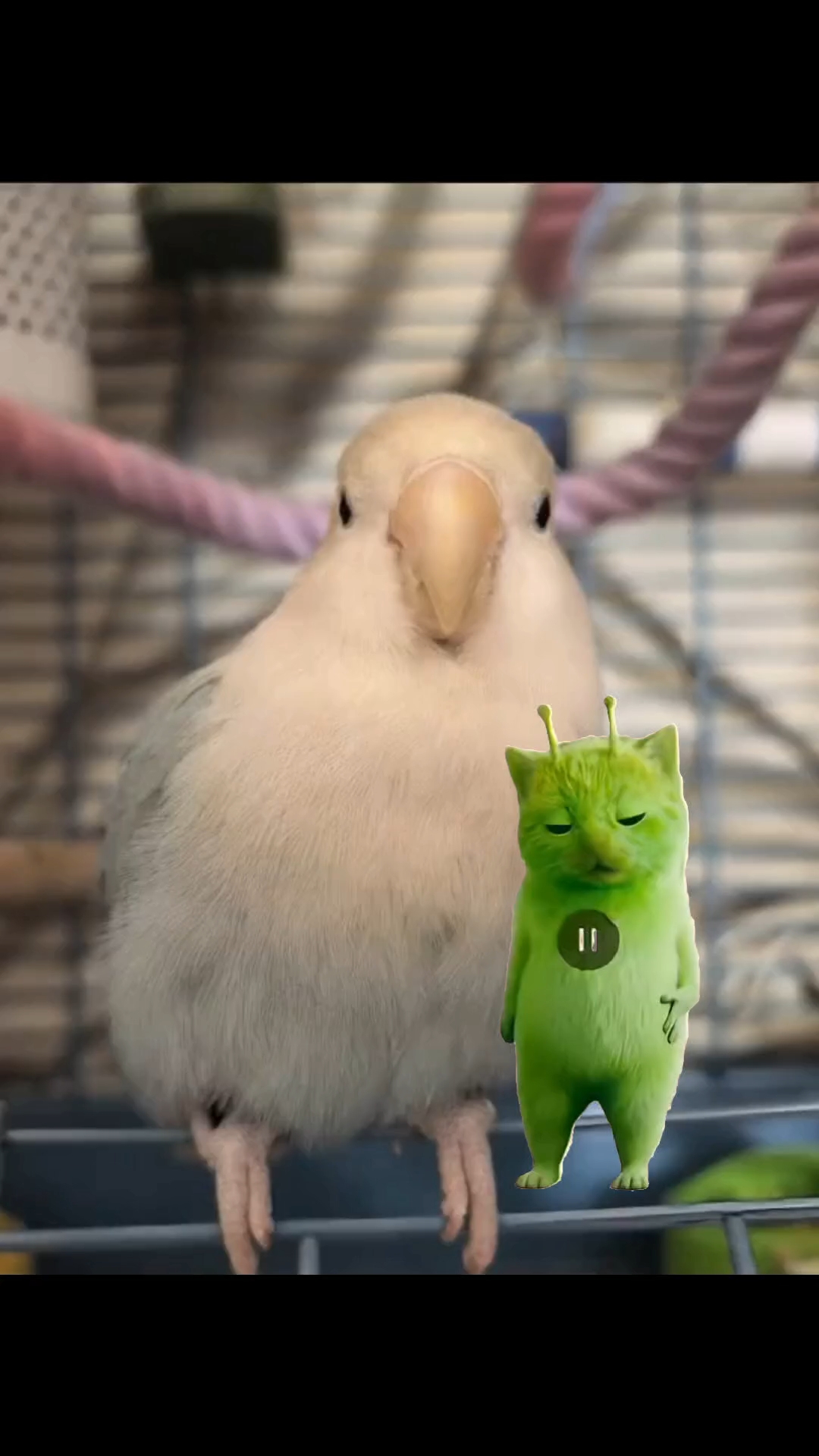 小鸡专属舞蹈来咯～