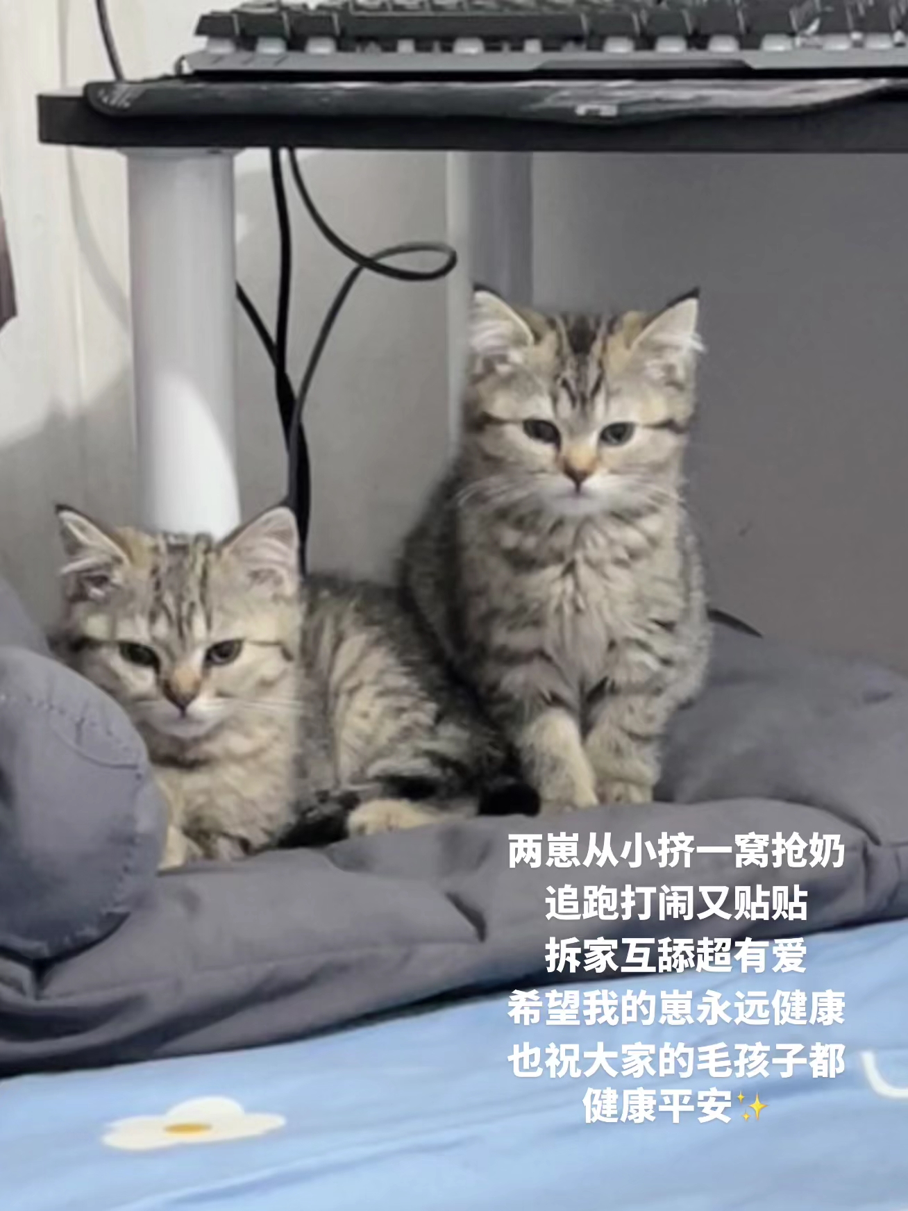 希望我们的小猫都健健康康，永远快乐幸福