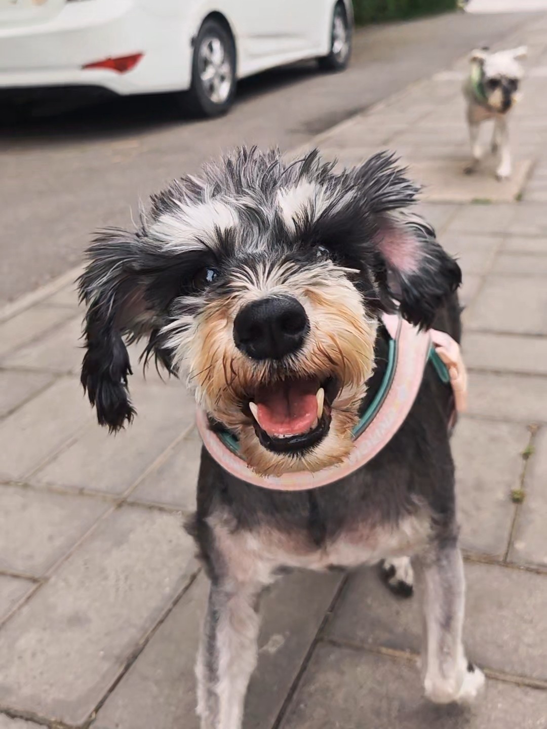 我家草莓怎么永远都是这么的阳光可爱