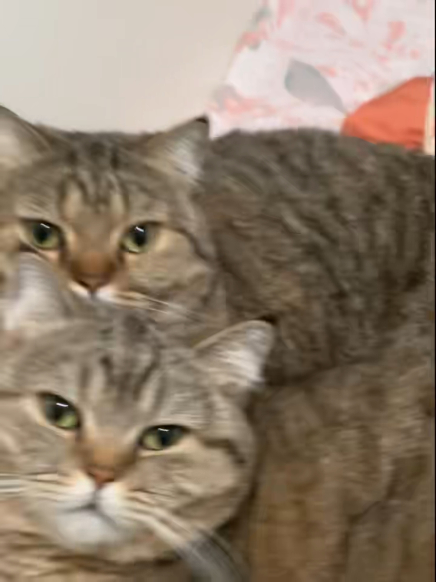 小小猫咪叠堆堆，略略略，好可爱