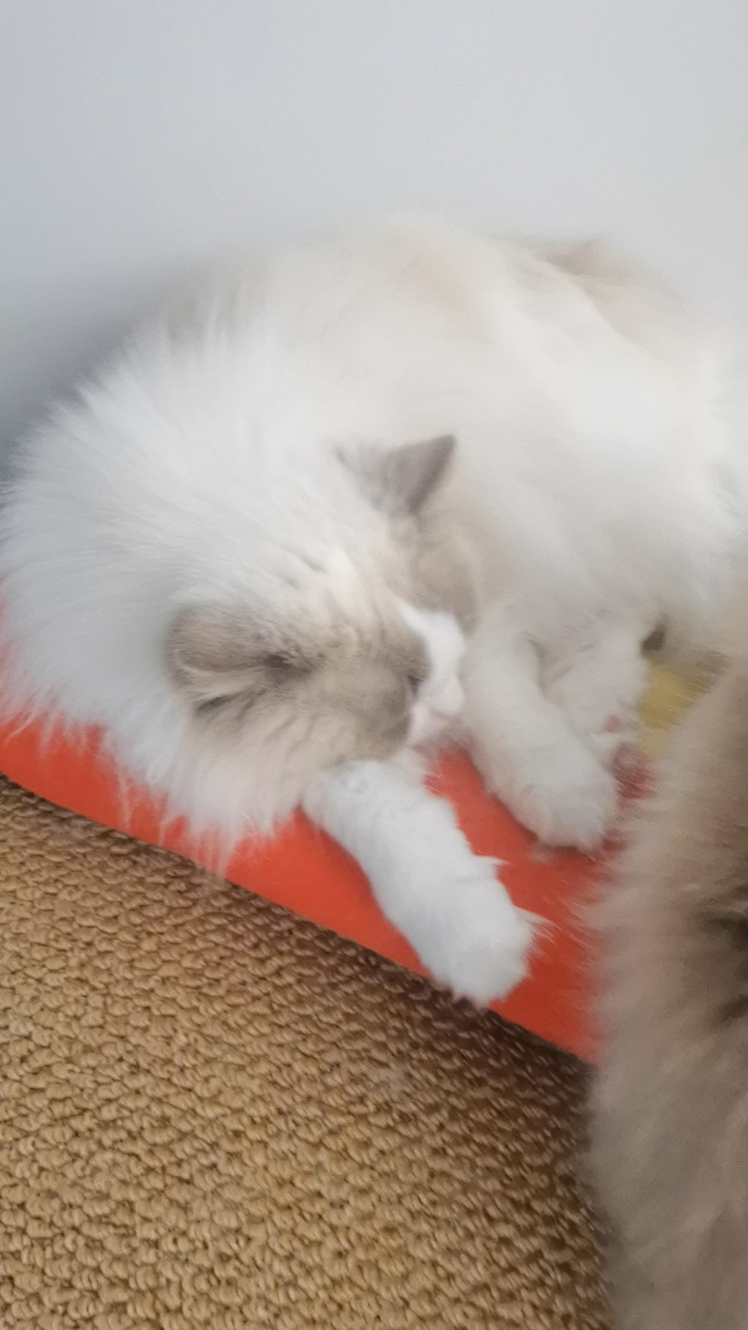 天天板鸭趴睡觉