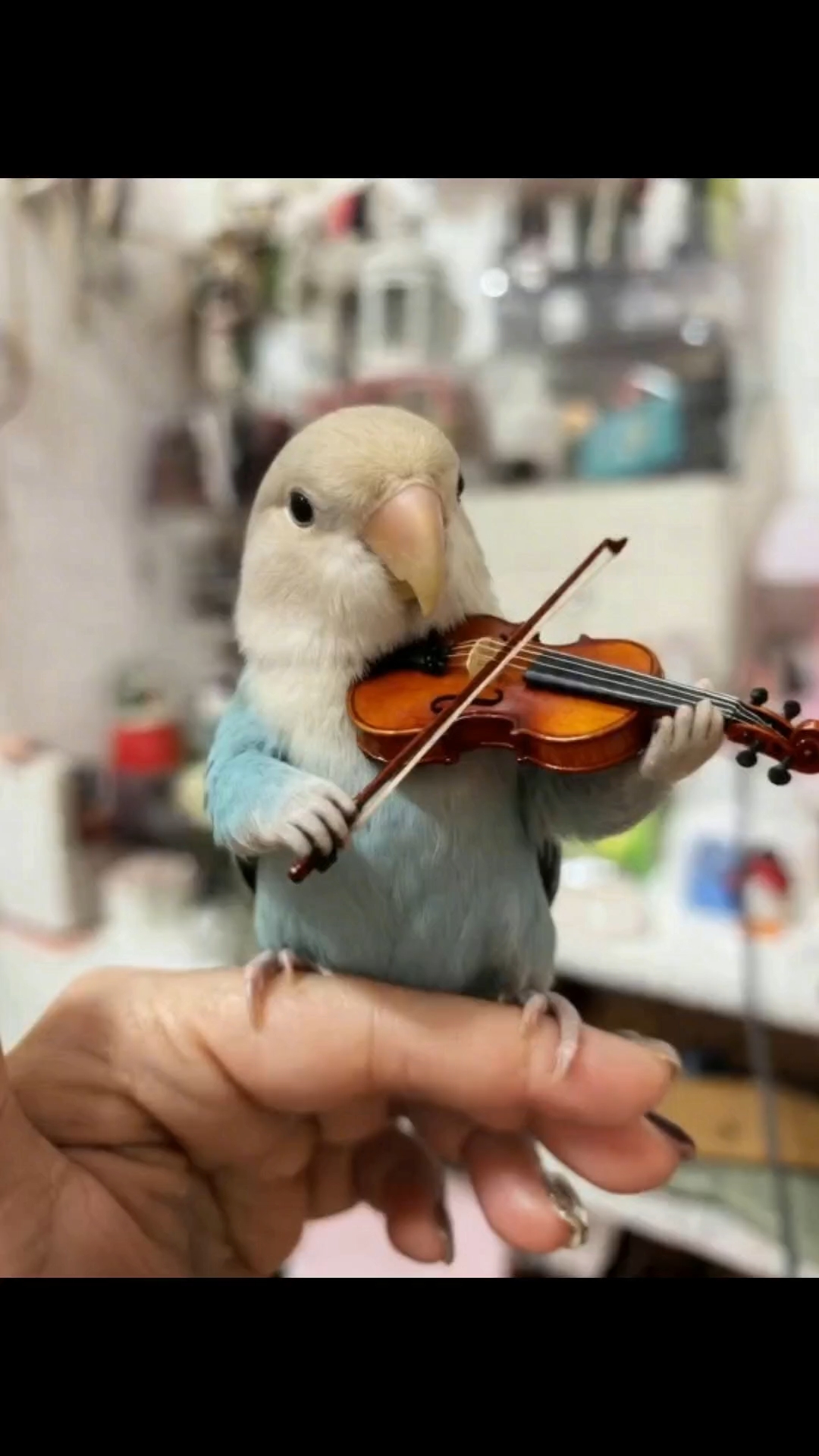 工作一天累了吧？小鸡拉小提琴给你听～