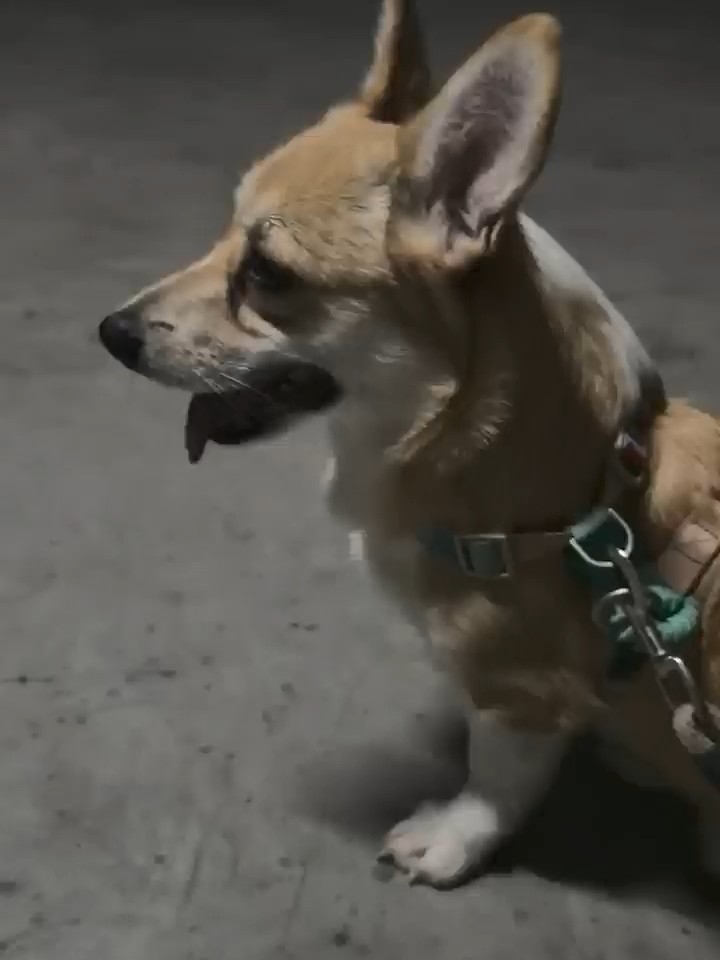 小桃