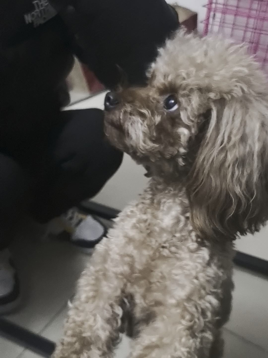 小馋狗