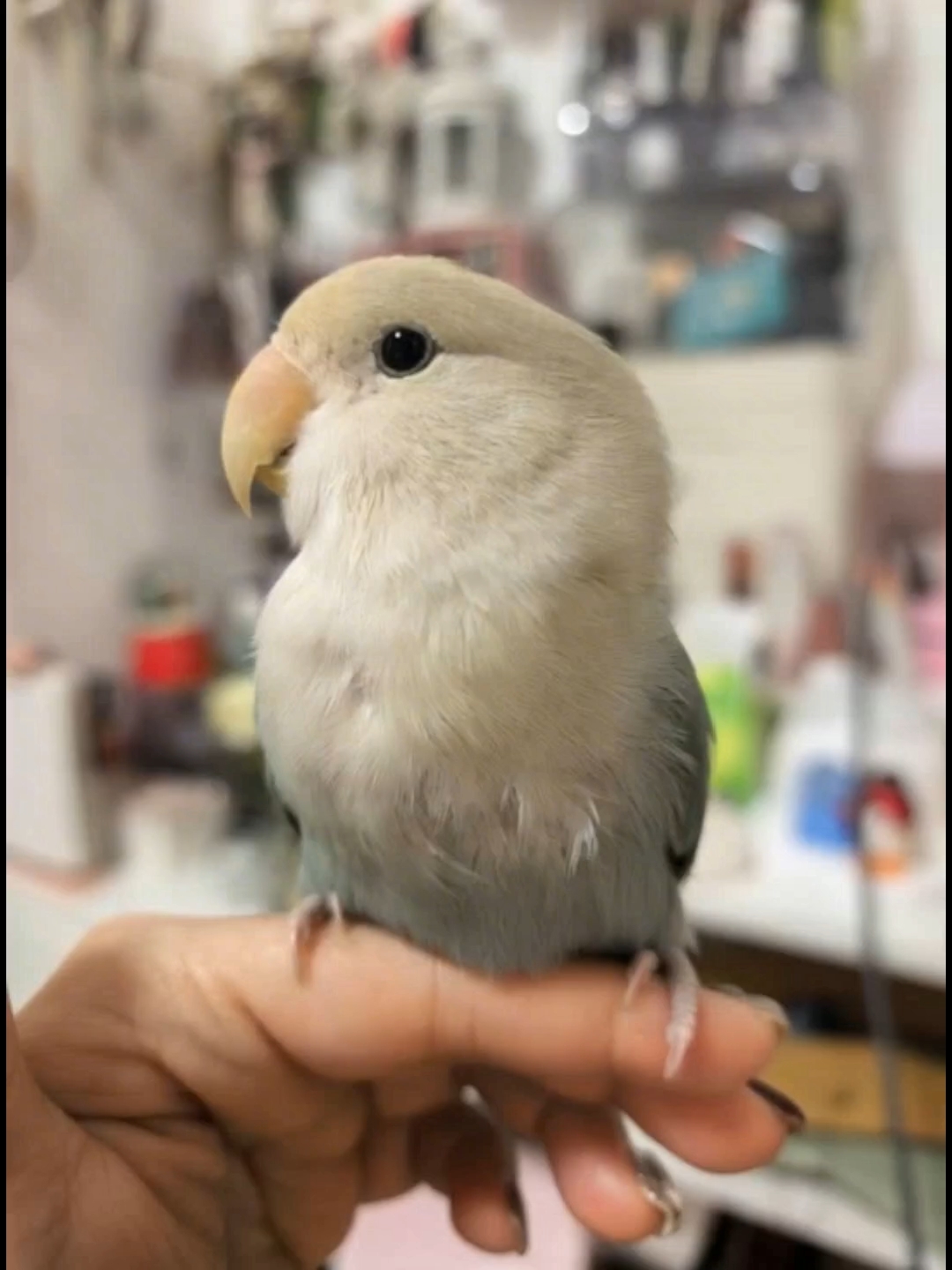 人～看过没！小鸡跳舞～