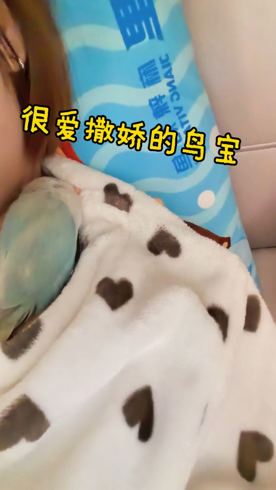 这是我的呆萌小鸡～