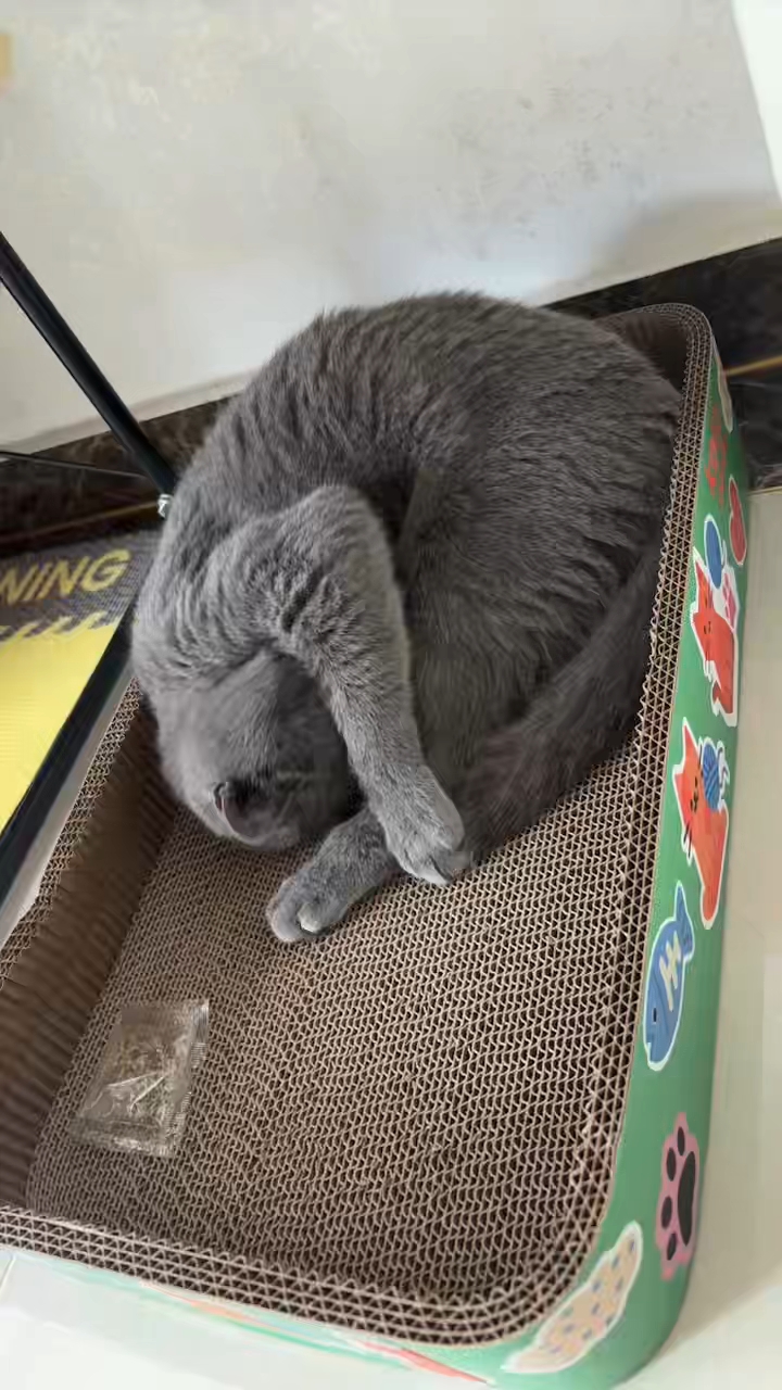 260504妹猪