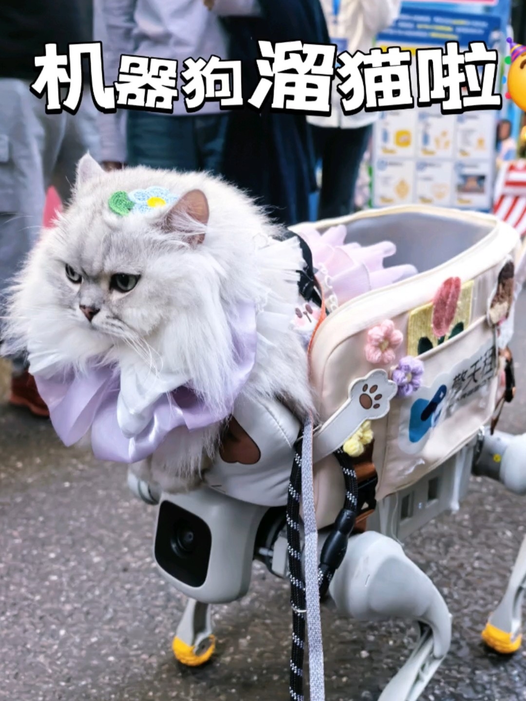 谁懂啊，牵着机器狗溜猫的感觉也太爽了BA