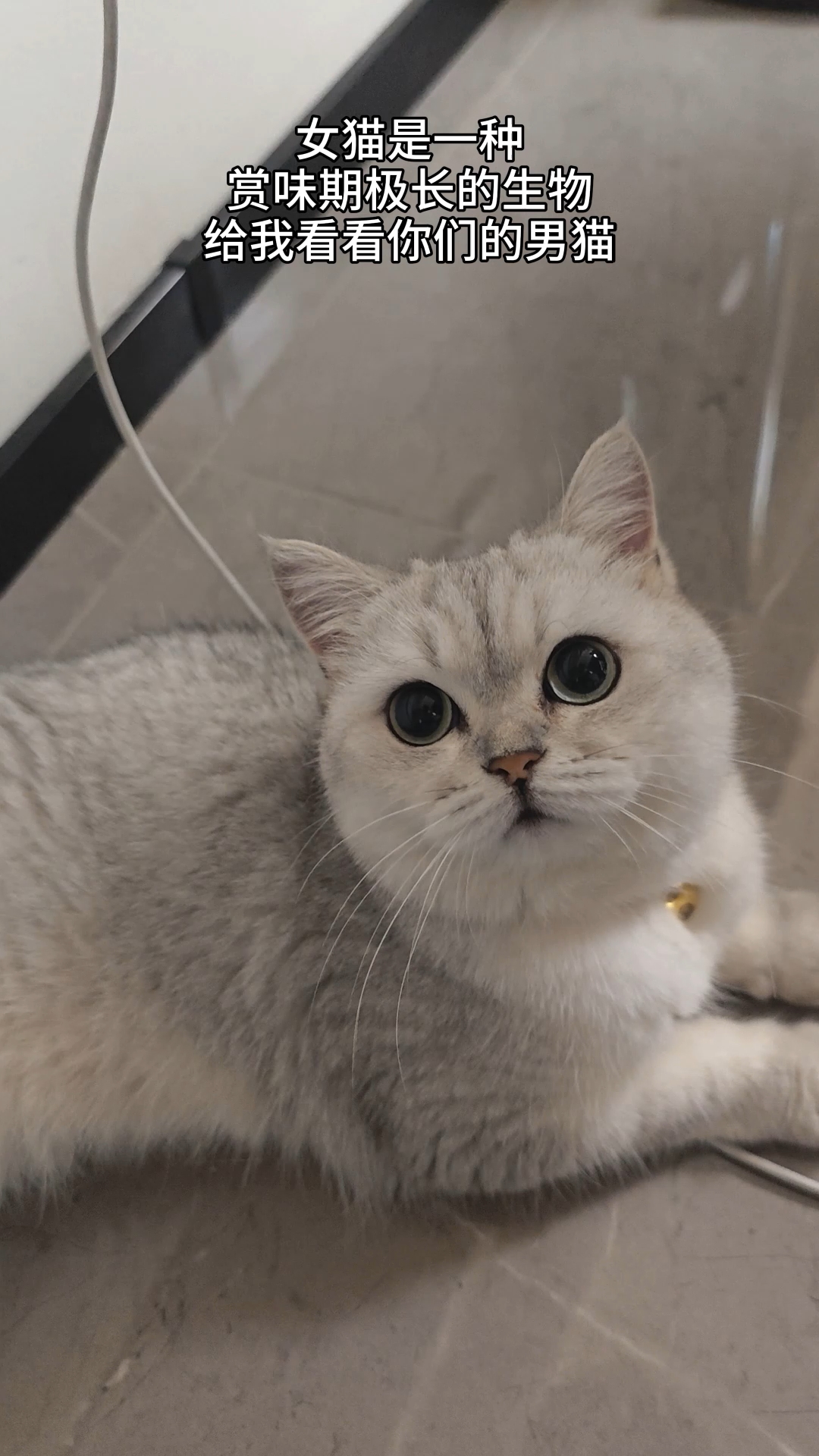 女猫的赏味期