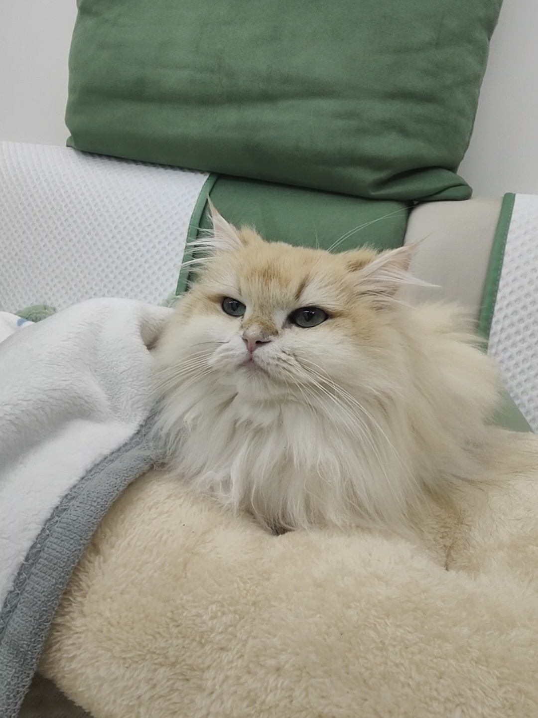 飞机耳小猫