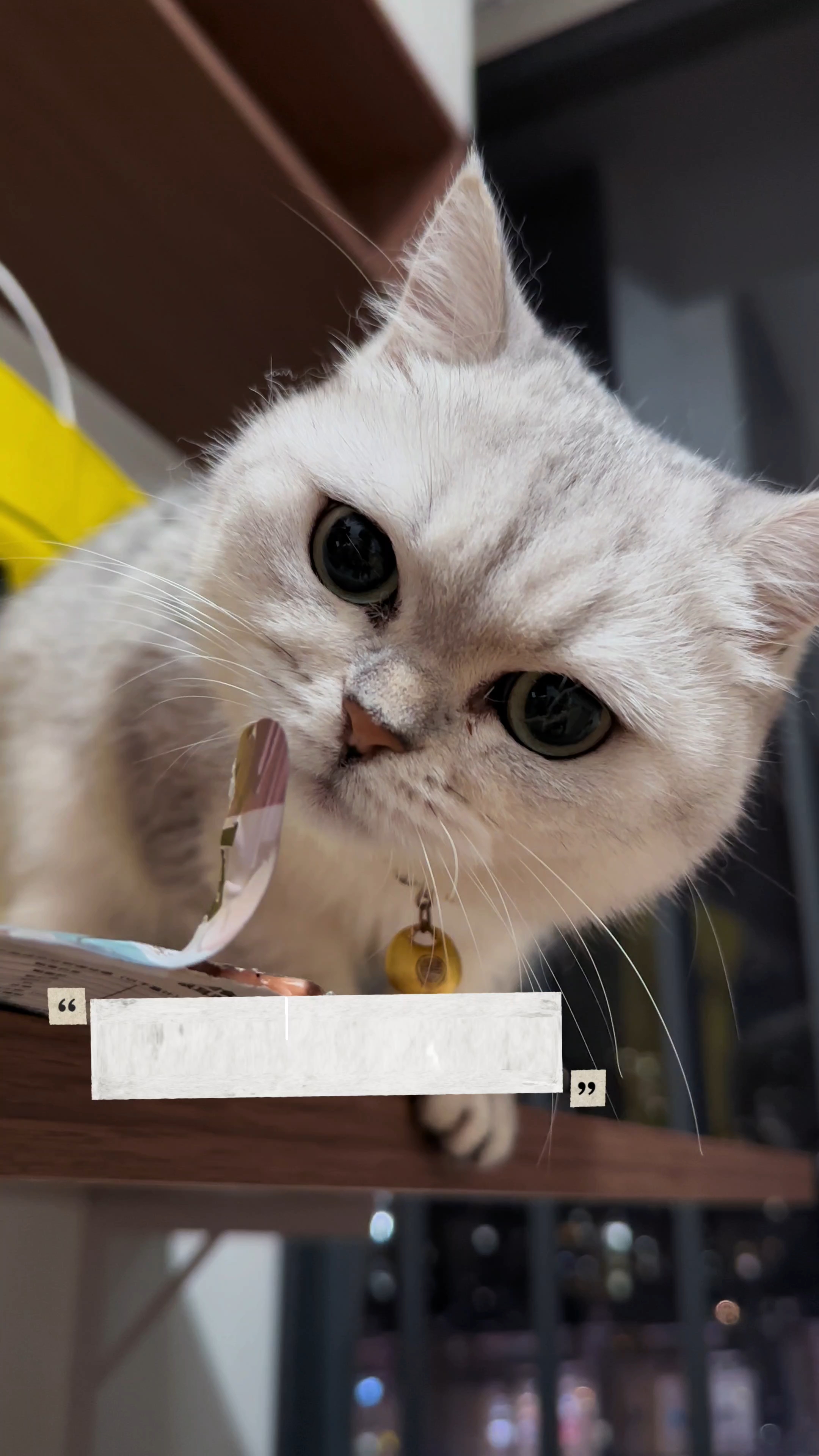 我家猫准备偷吃