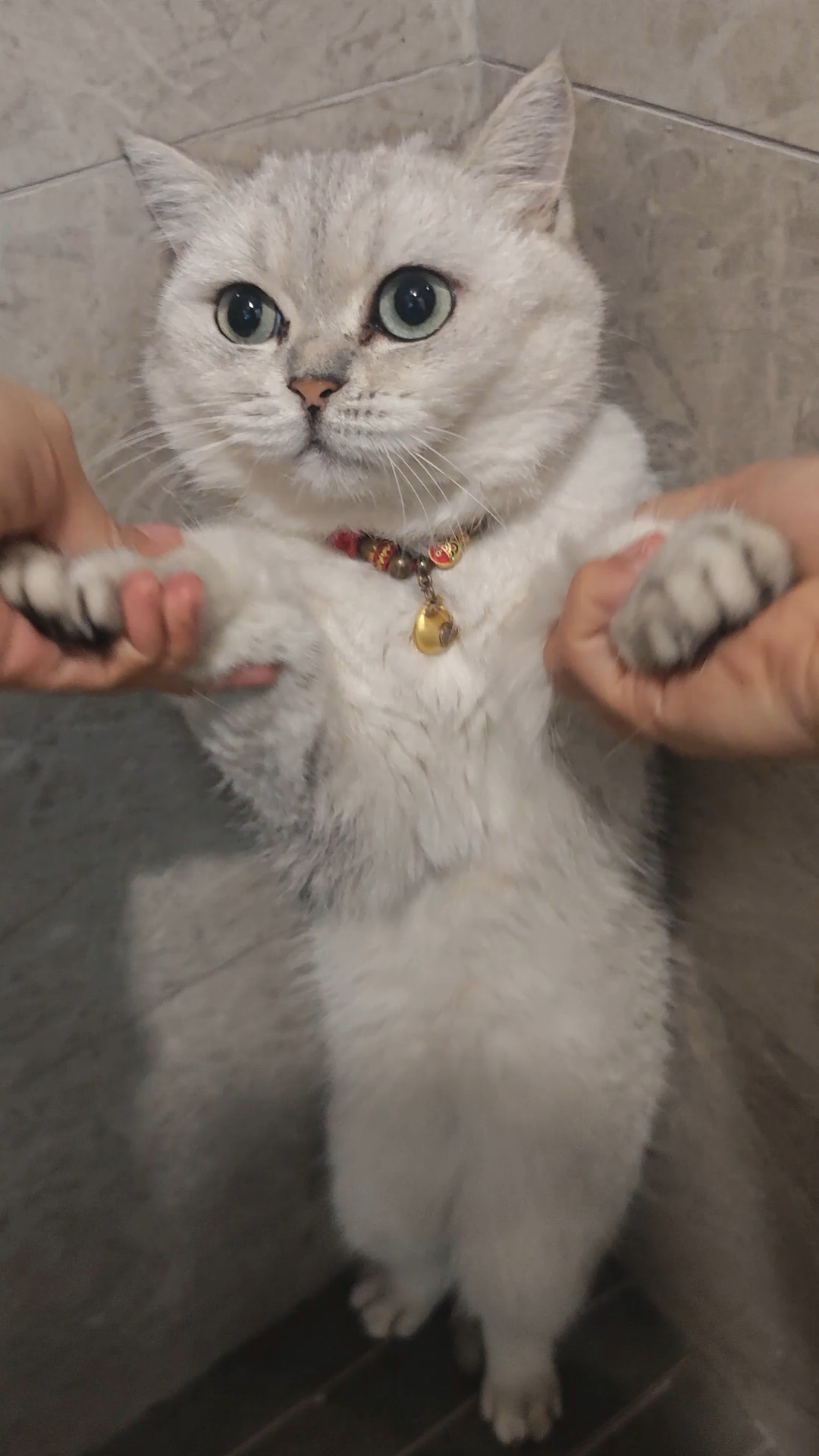 非要咪站军姿