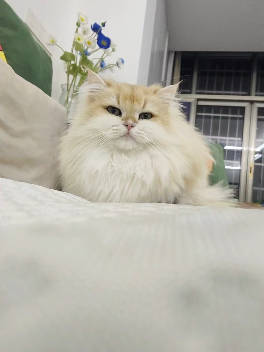 呆呆的