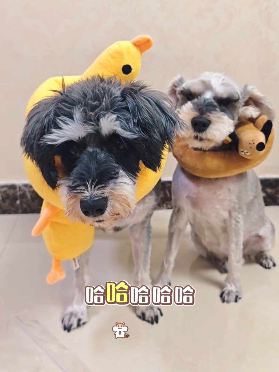 Pupsoon小狗计划的好长一个玩具，我有俩！