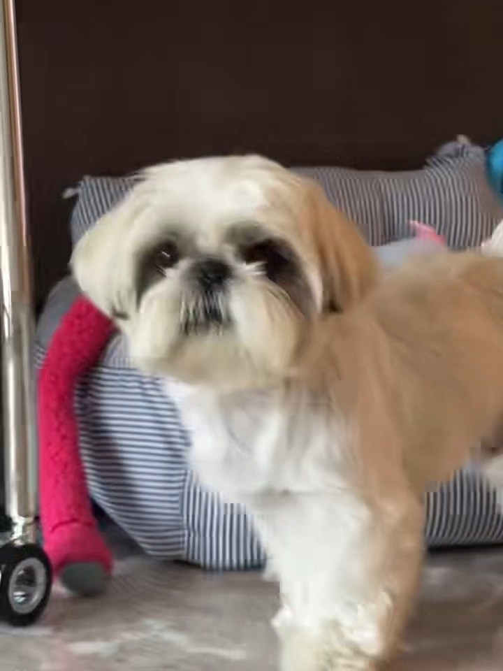 阿曼达