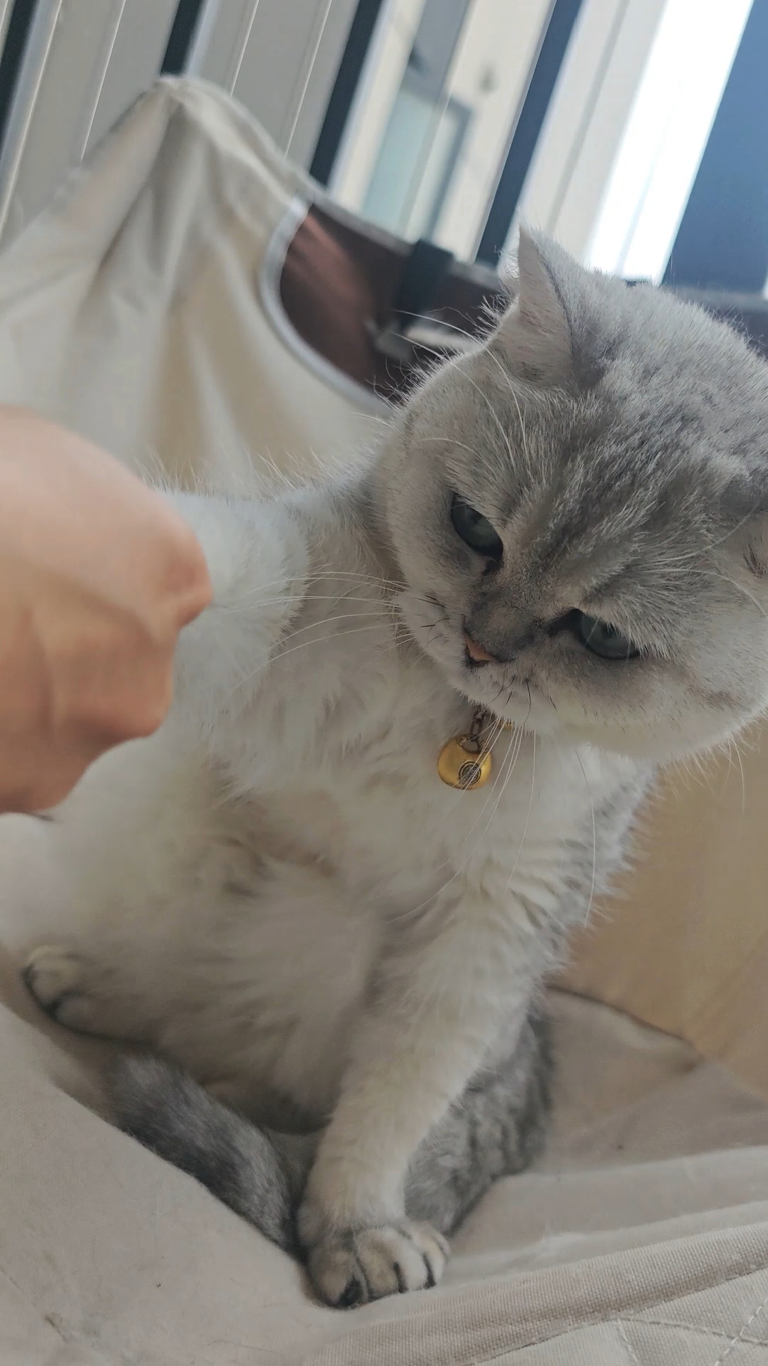 犟种猫，怪不得犟种毛又密又长