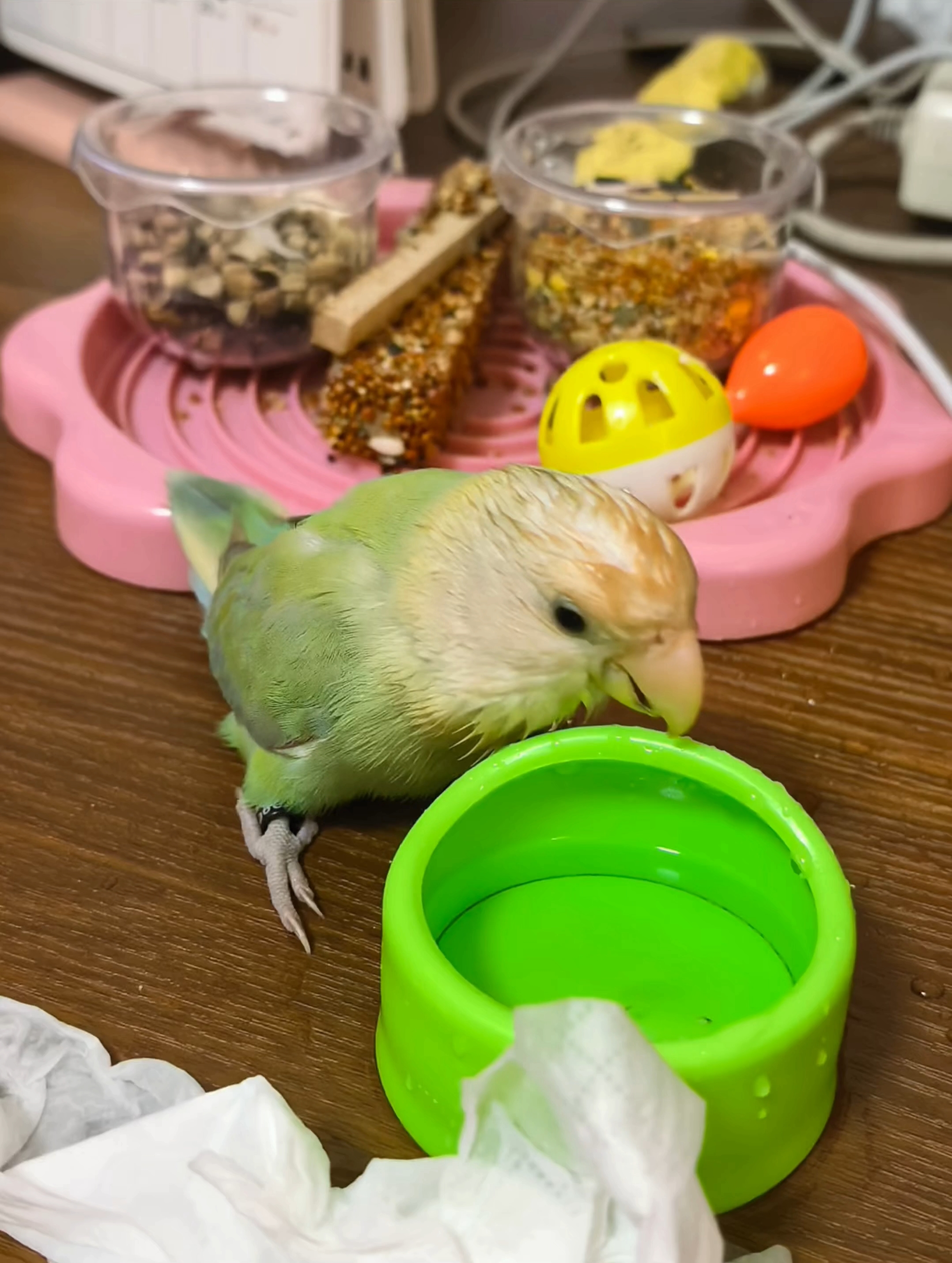 下辈子也想成为鸡公主了……