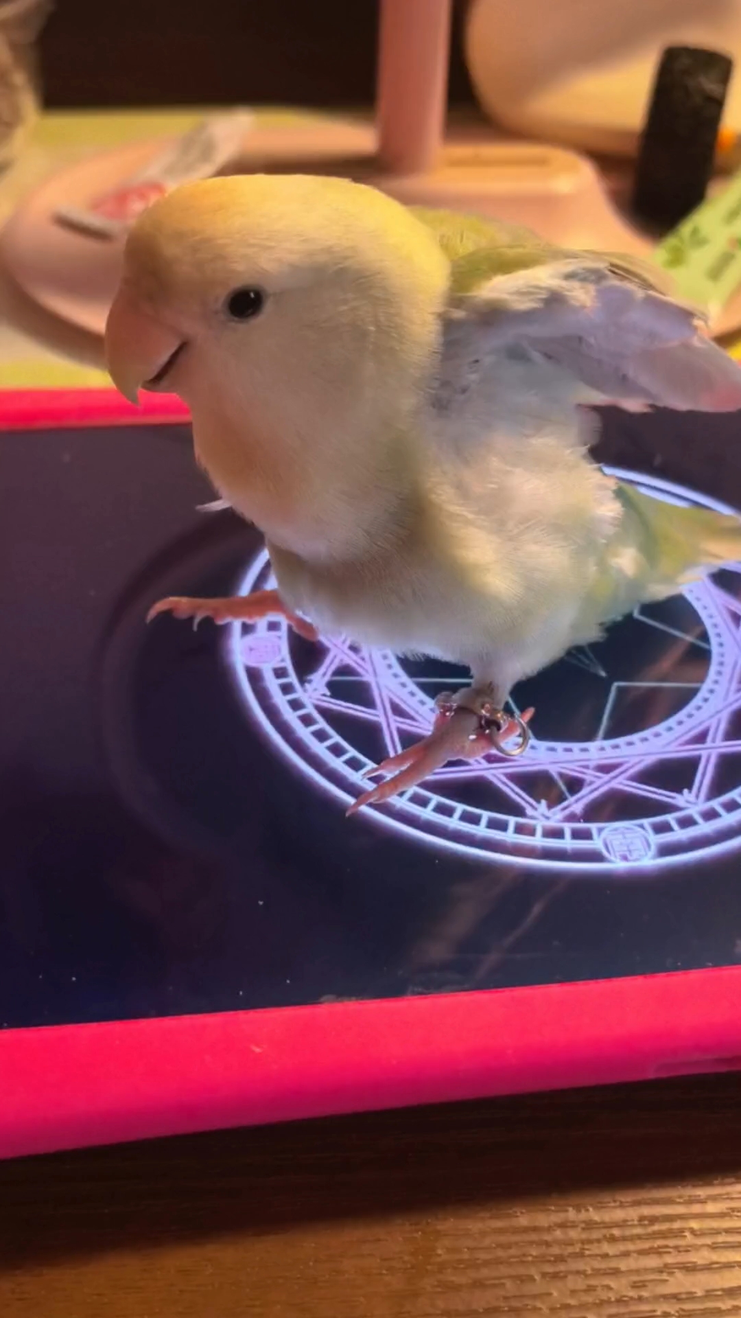 鸡公主变身成功了？？？