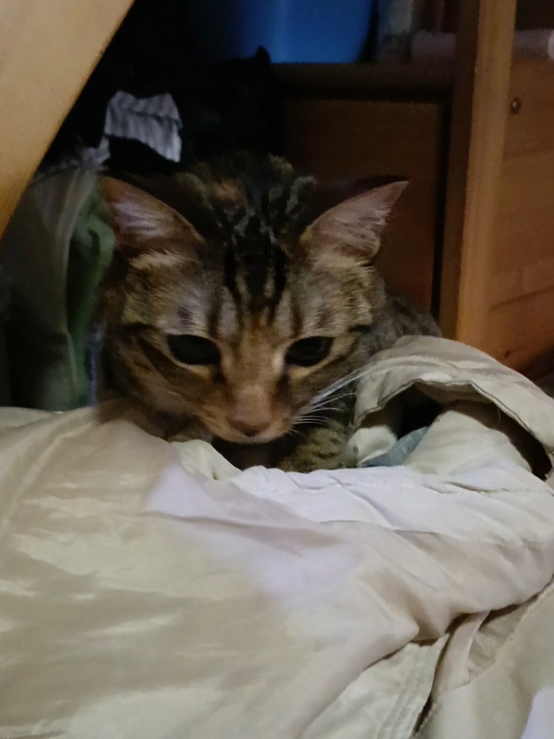 小家伙
