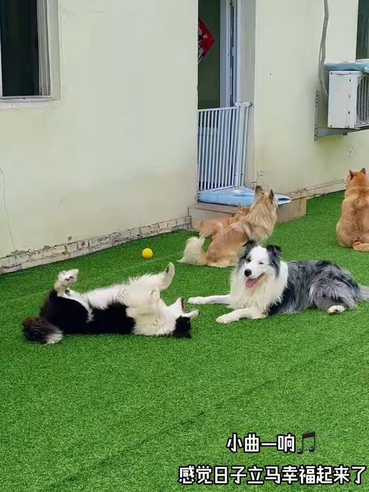 小曲一响