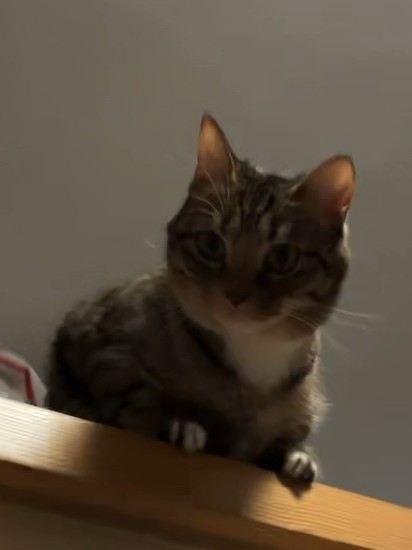 可爱猫猫呀