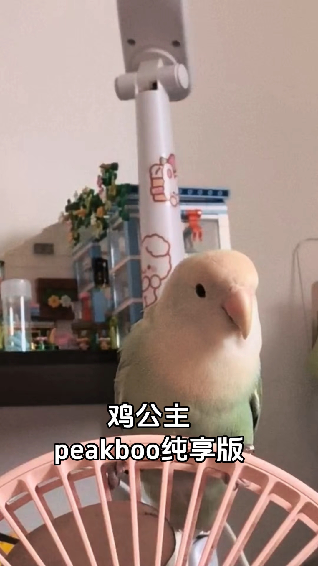 小鸡公主peakboo纯享版