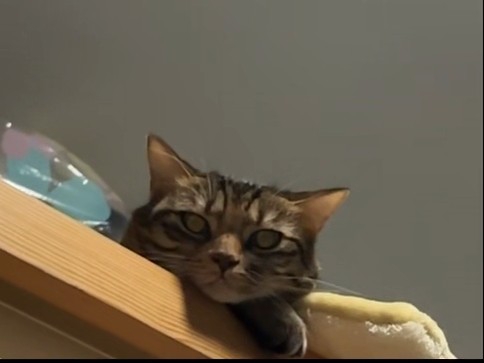 小猫在想什么呢520