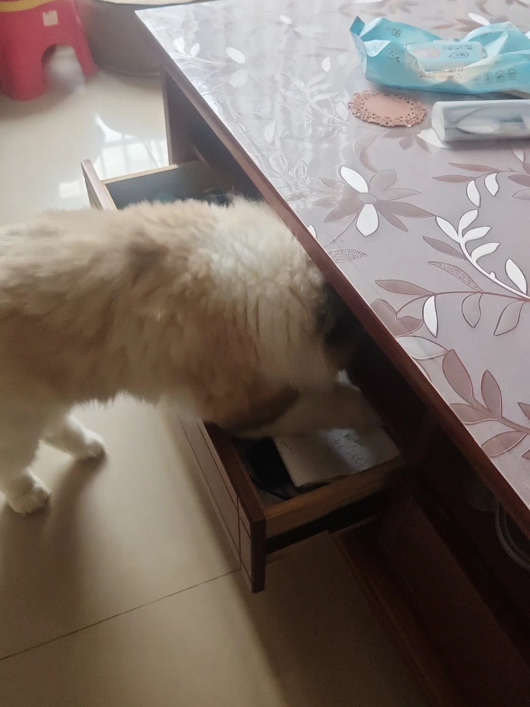 捣蛋的胖胖