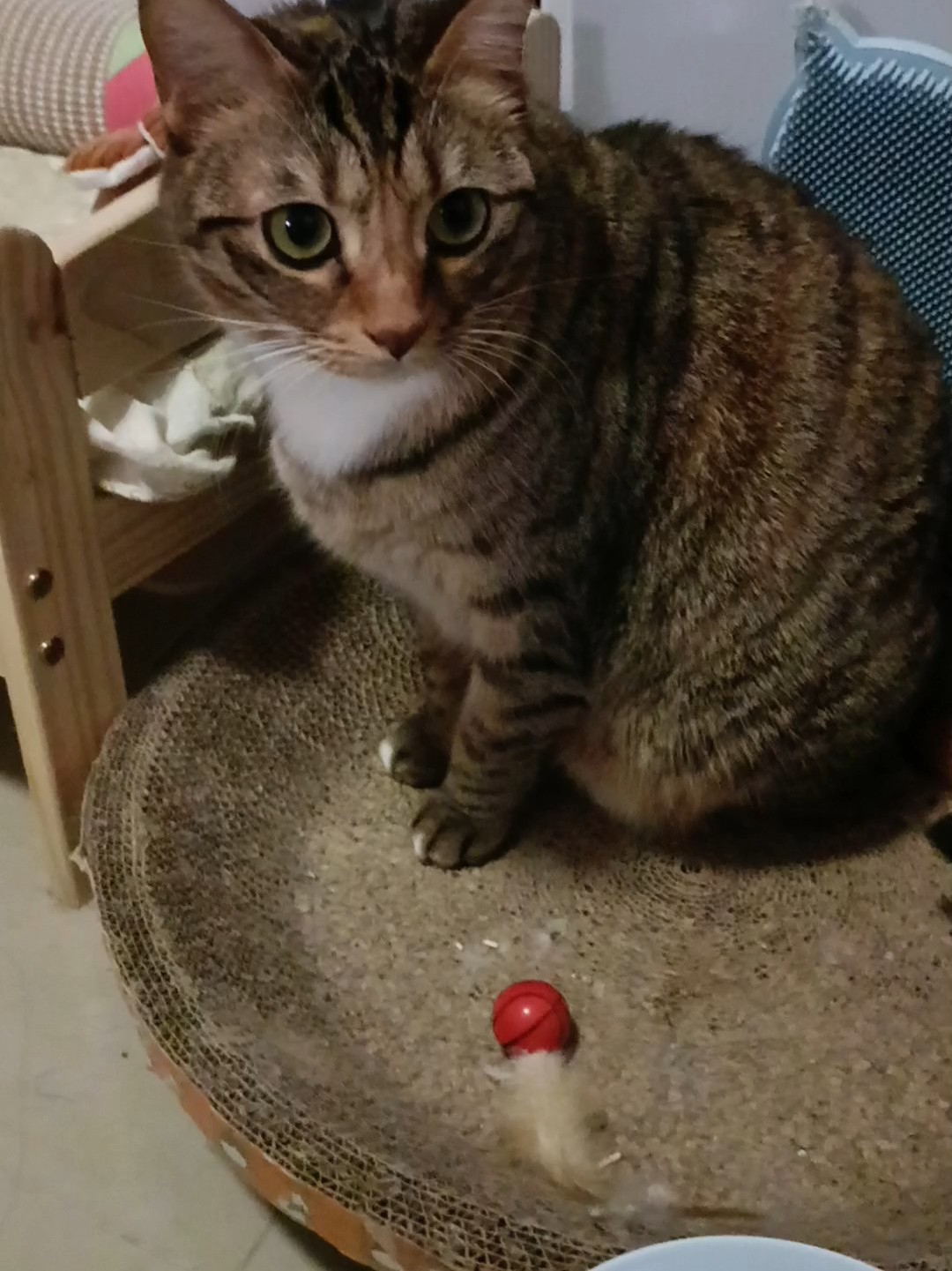 小机灵猫22