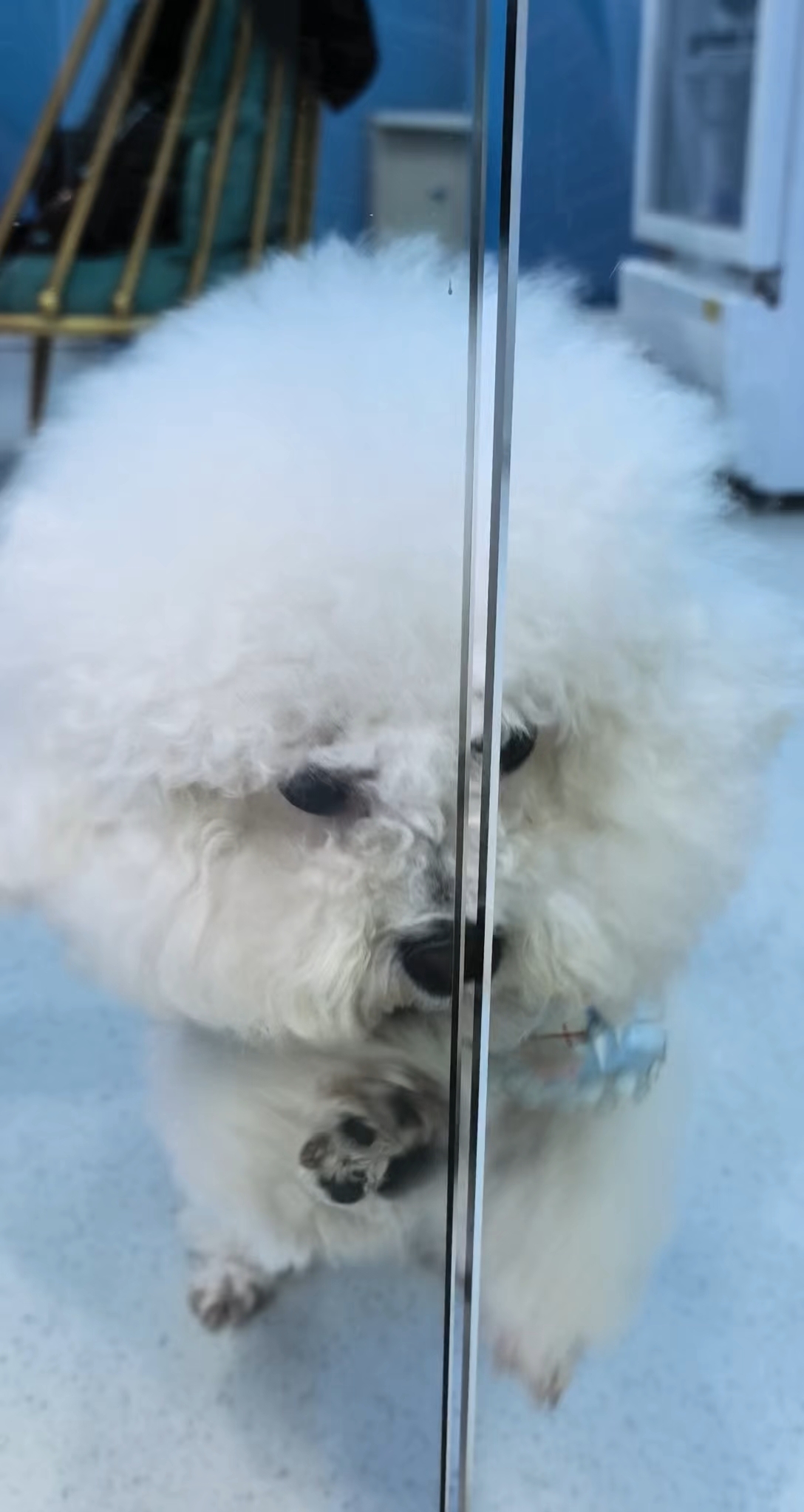 这狗狗太带劲来～