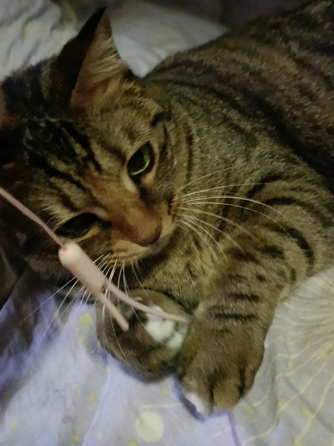 对绳子情有独钟23