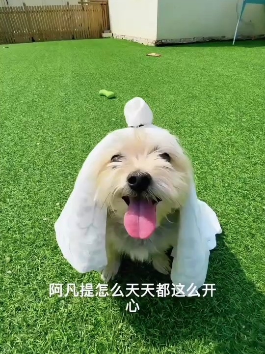 运镜高手