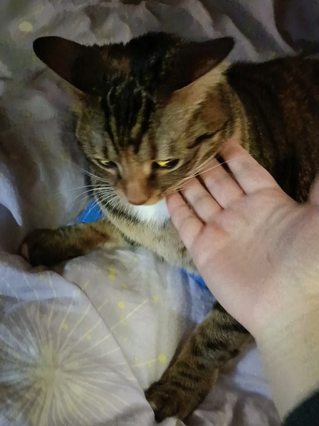 太可爱啦小猫咪