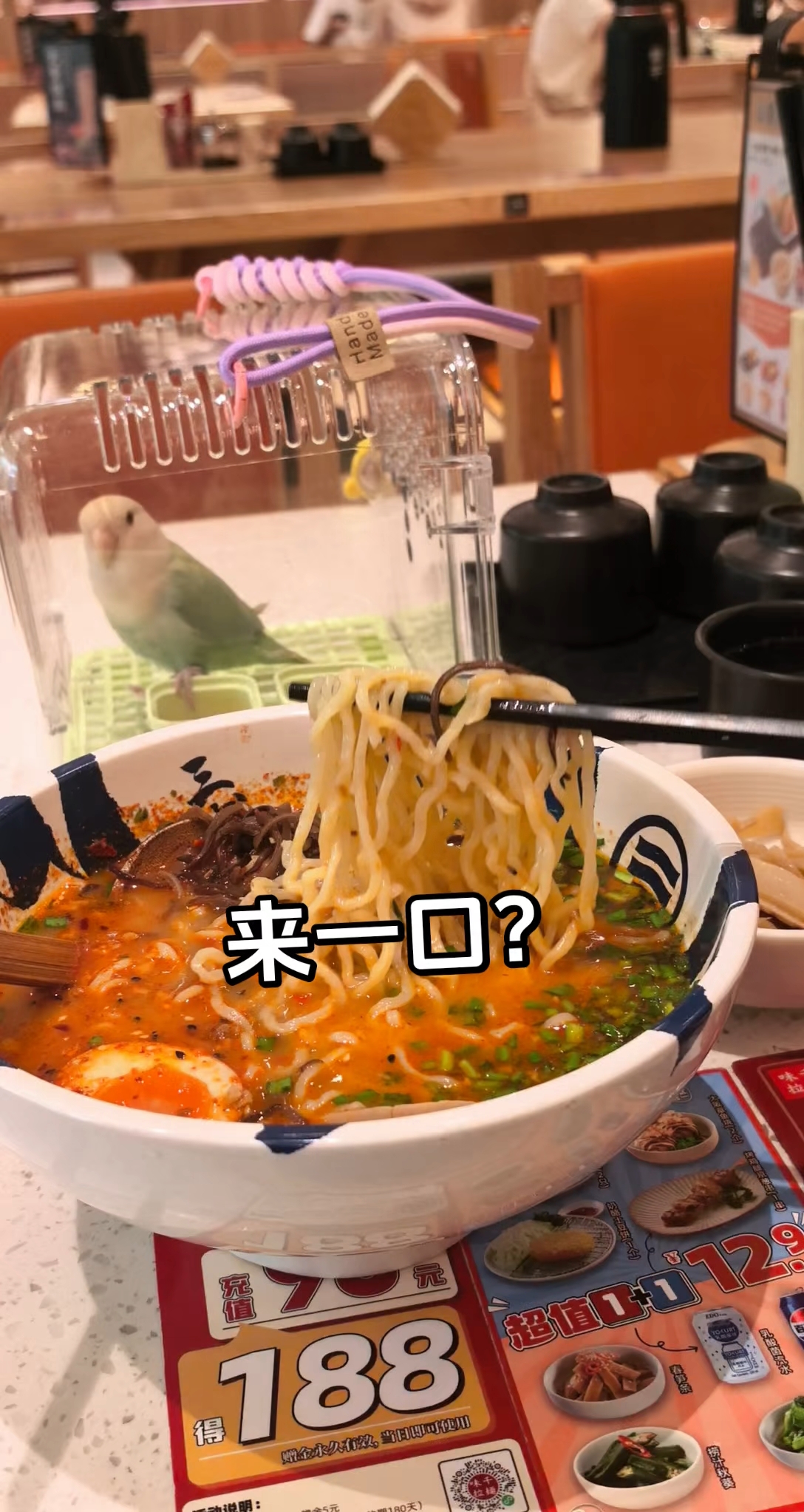 养鸟 就得是牡丹！超温顺的～