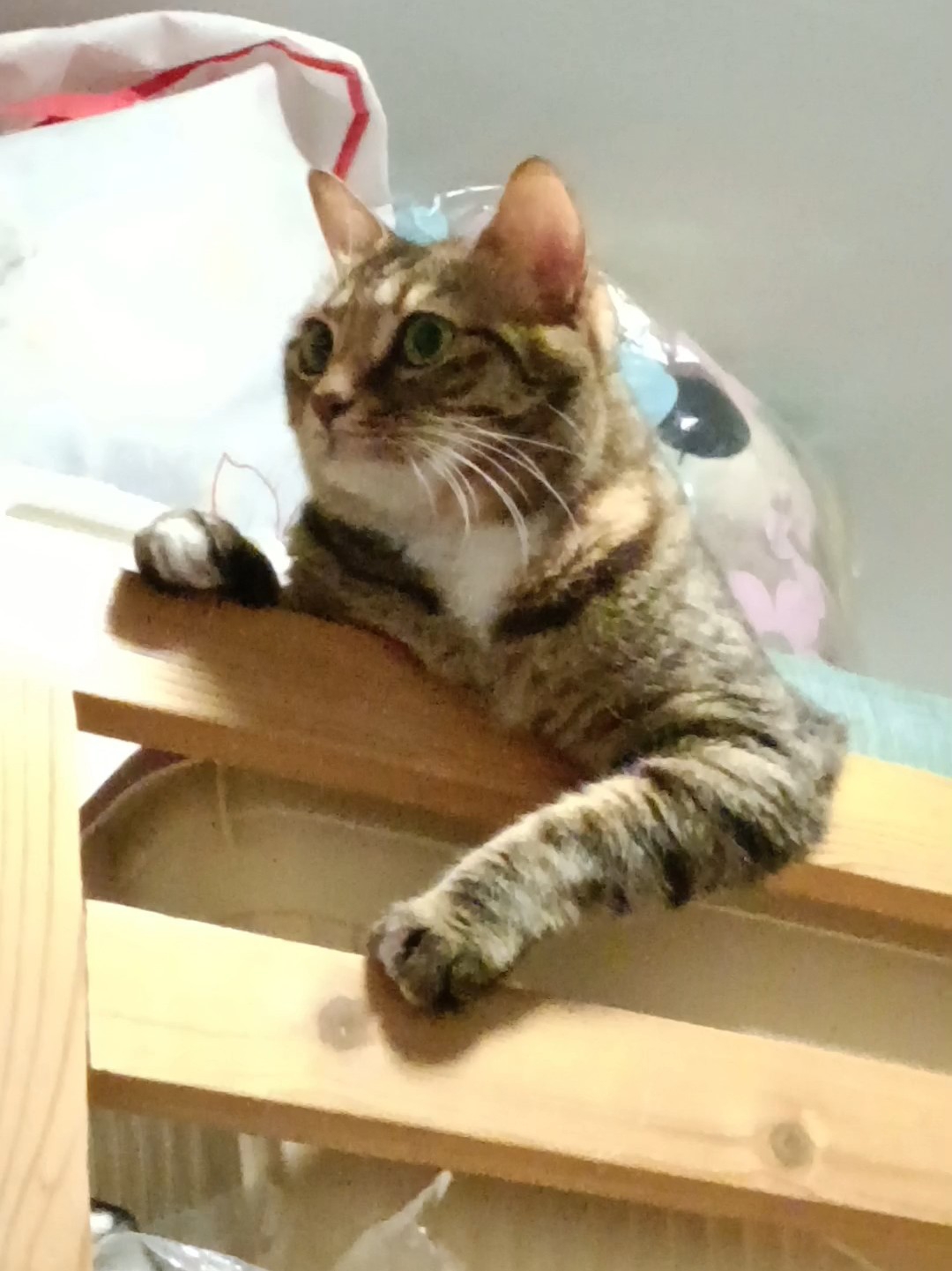 威武小猫