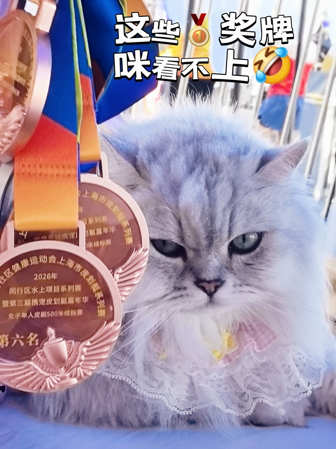 狗狗皮划艇小队里的咪，必须是团宠😘