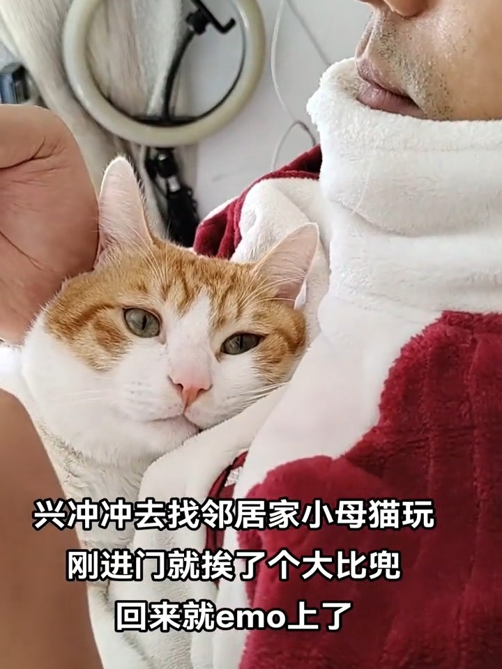 小猫委屈了