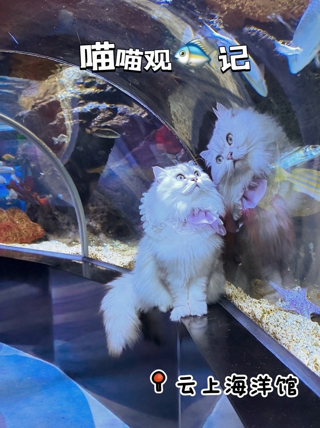 带主子沉浸式夜游海洋馆🐱误入蓝色海底秘境