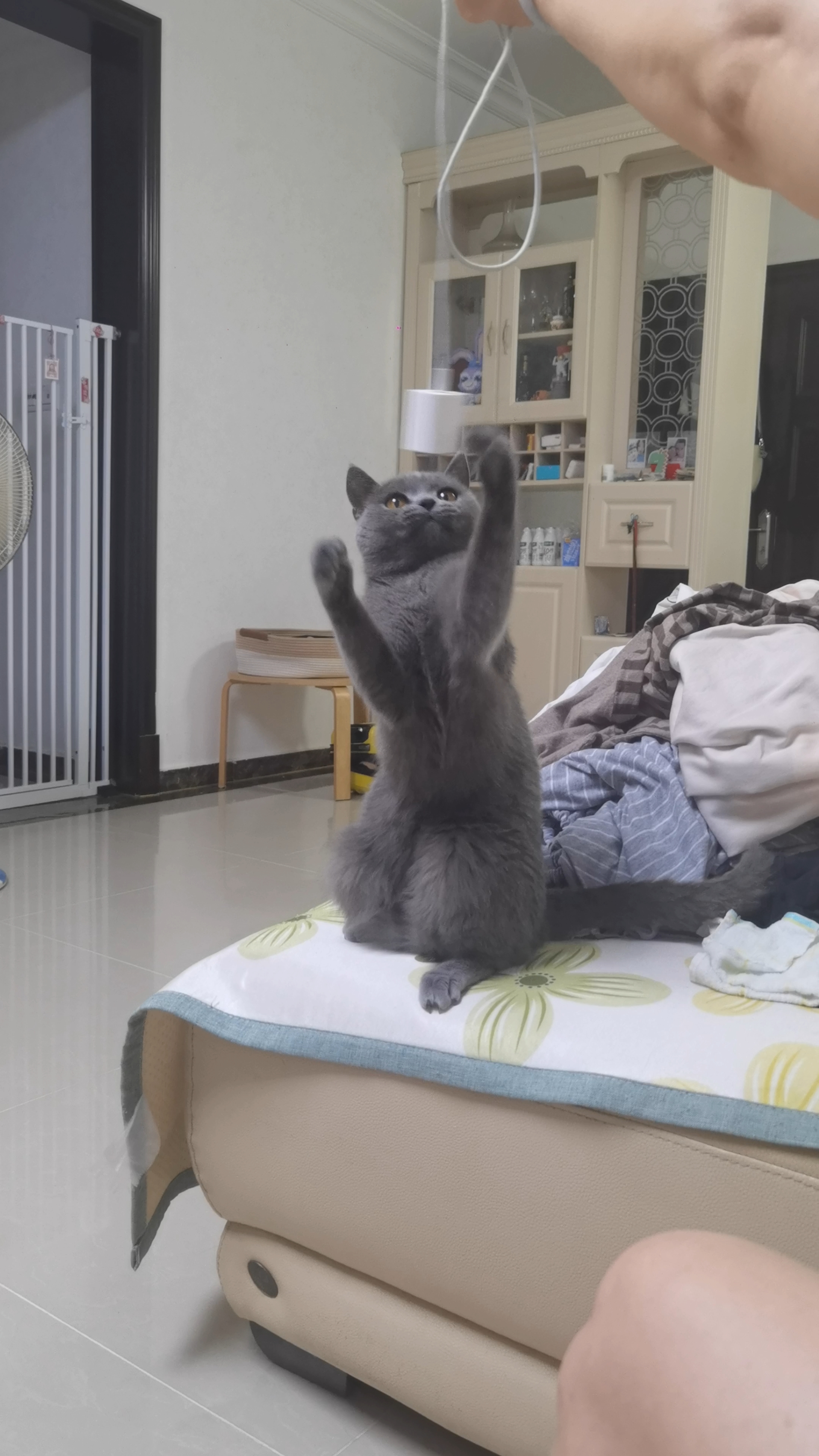 260605妹猪