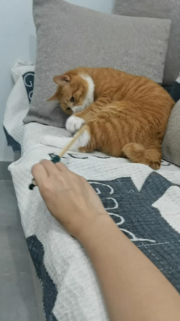 十只橘猫九只胖还有一只压倒炕