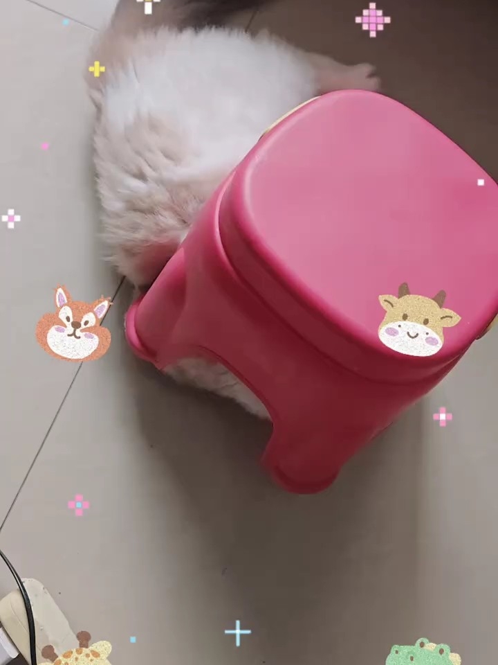 喜欢小凳子的胖胖
