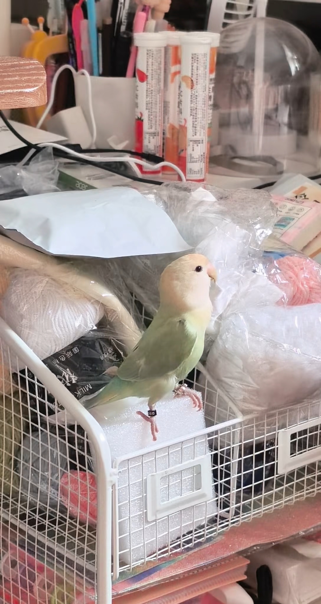 小鸡的最佳赏味期～