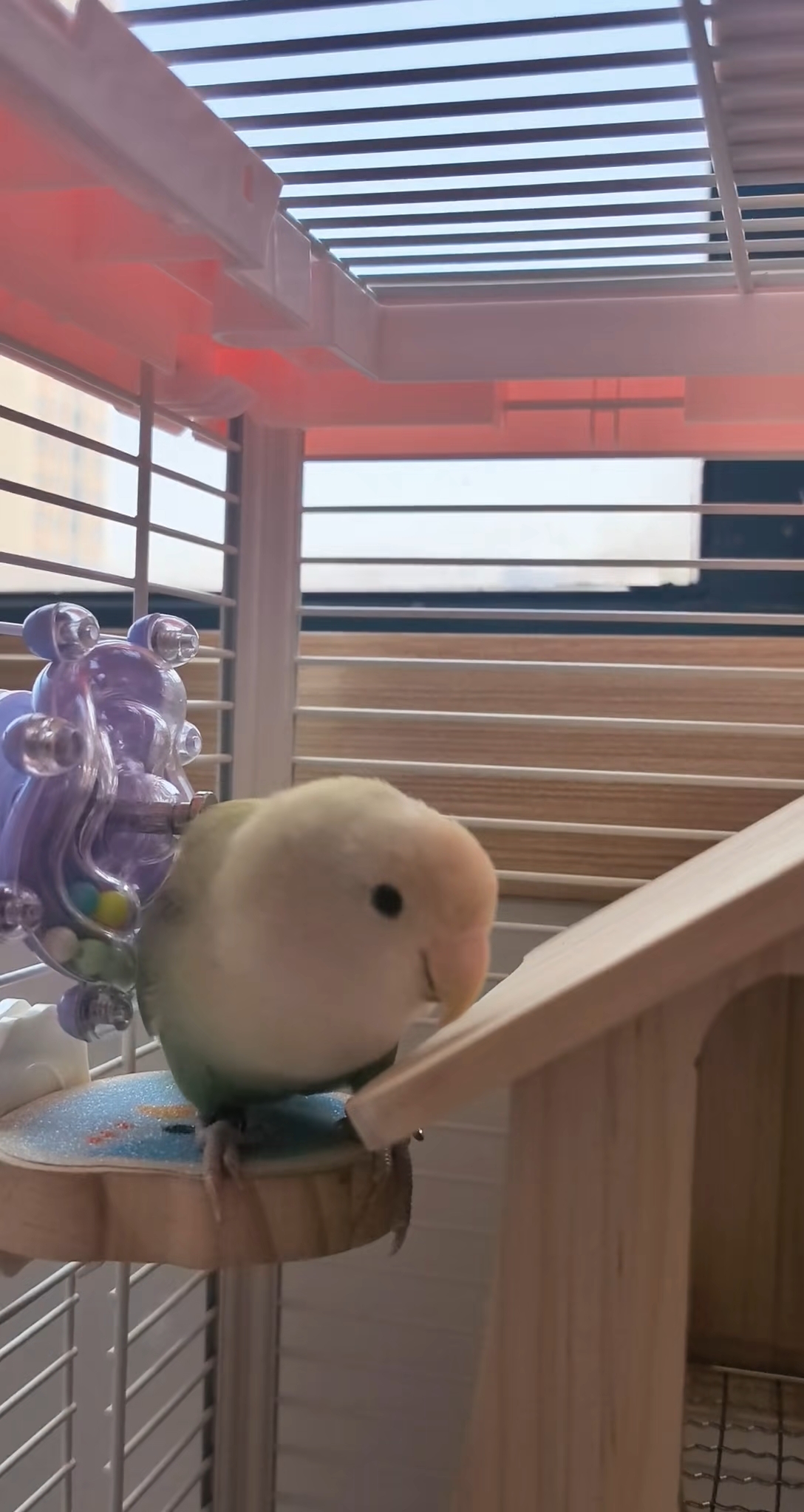 抓拍到一只小鸡的可爱瞬间🐥